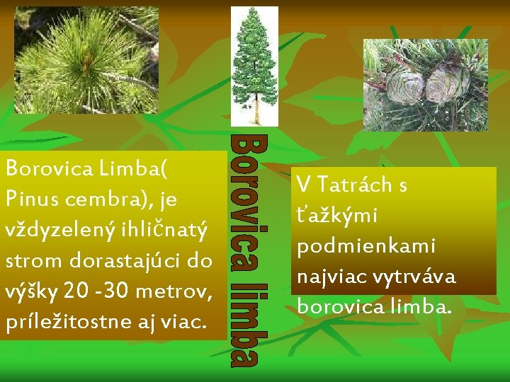 Borovica Limba( Pinus cembra), je vždyzelený ihličnatý strom dorastajúci do výšky 20 -30 metrov,