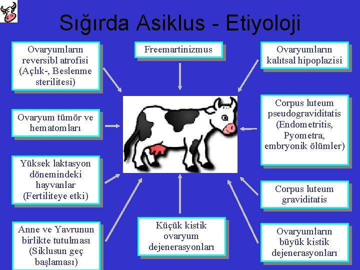 Sığırda Asiklus - Etiyoloji Ovaryumların reversibl atrofisi (Açlık-, Beslenme sterilitesi) Freemartinizmus Corpus luteum pseudograviditatis