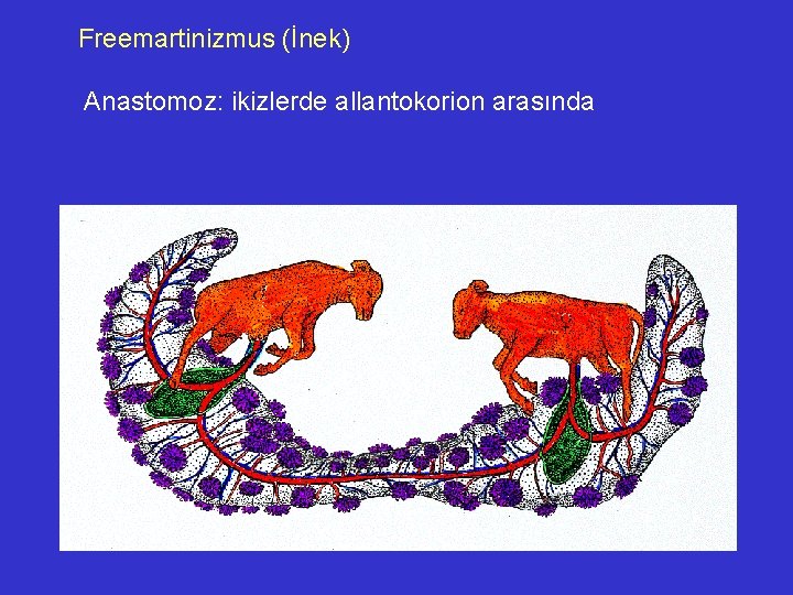 Freemartinizmus (İnek) Anastomoz: ikizlerde allantokorion arasında 