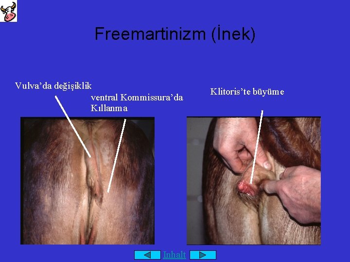 Freemartinizm (İnek) Vulva’da değişiklik ventral Kommissura’da Kıllanma Inhalt Klitoris’te büyüme 