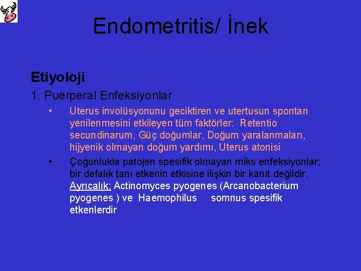 Endometritis/ İnek Etiyoloji 1. Puerperal Enfeksiyonlar • • Uterus involüsyonunu geciktiren ve utertusun spontan