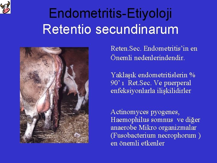 Endometritis-Etiyoloji Retentio secundinarum Reten. Sec. Endometritis’in en Önemli nedenlerindendir. Yaklaşık endometritislerin % 90’ ı