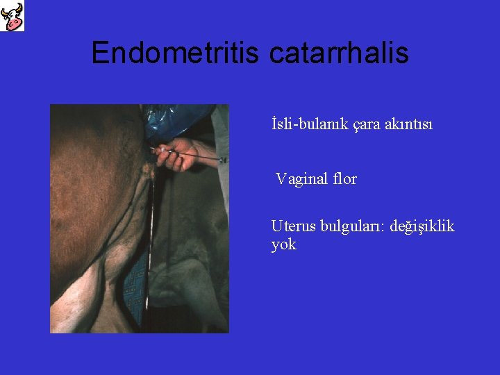 Endometritis catarrhalis İsli-bulanık çara akıntısı Vaginal flor Uterus bulguları: değişiklik yok 