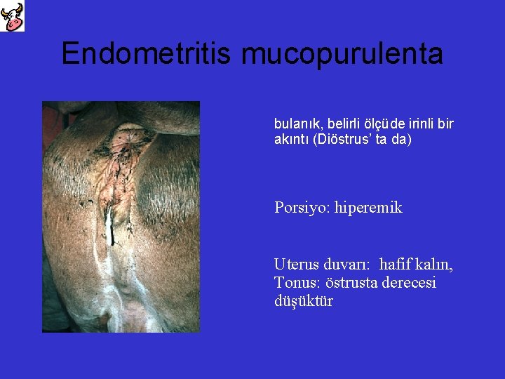 Endometritis mucopurulenta bulanık, belirli ölçüde irinli bir akıntı (Diöstrus’ ta da) Porsiyo: hiperemik Uterus