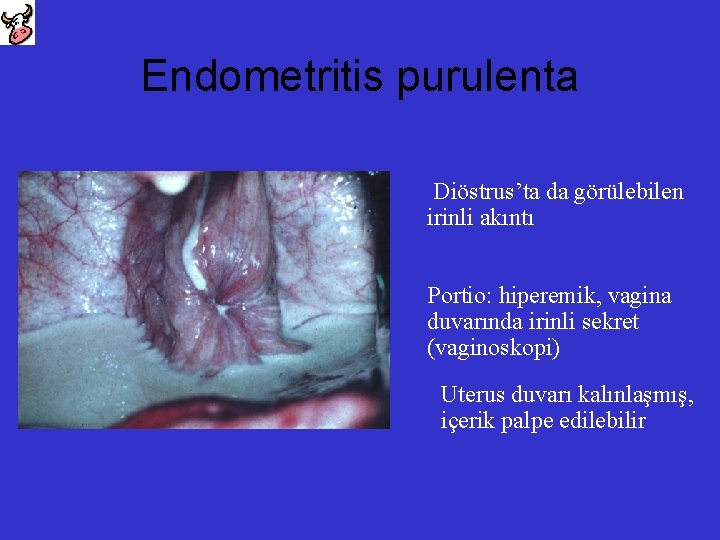 Endometritis purulenta Diöstrus’ta da görülebilen irinli akıntı Portio: hiperemik, vagina duvarında irinli sekret (vaginoskopi)