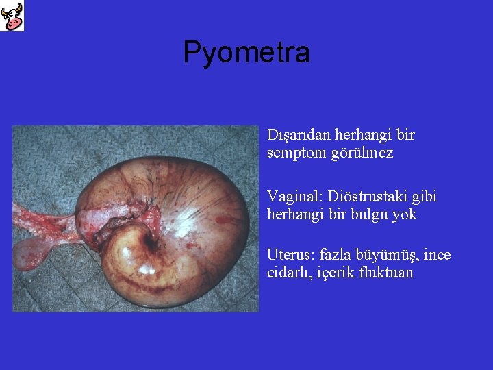 Pyometra Dışarıdan herhangi bir semptom görülmez Vaginal: Diöstrustaki gibi herhangi bir bulgu yok Uterus: