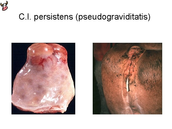 C. l. persistens (pseudograviditatis) 21 günün üzerinde persistenz C. l. Aynı anda gözlenen Endometritis