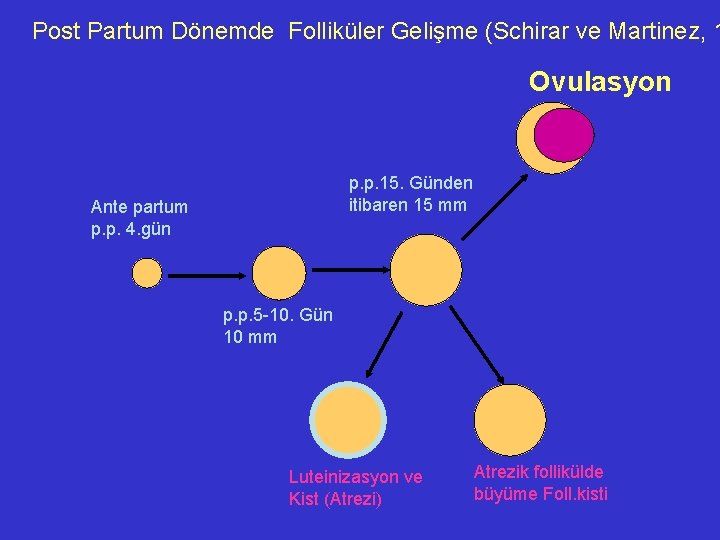 Post Partum Dönemde Folliküler Gelişme (Schirar ve Martinez, 1 Ovulasyon p. p. 15. Günden