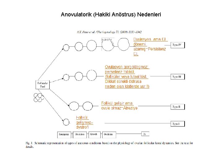 Anovulatorik (Hakiki Anöstrus) Nedenleri 