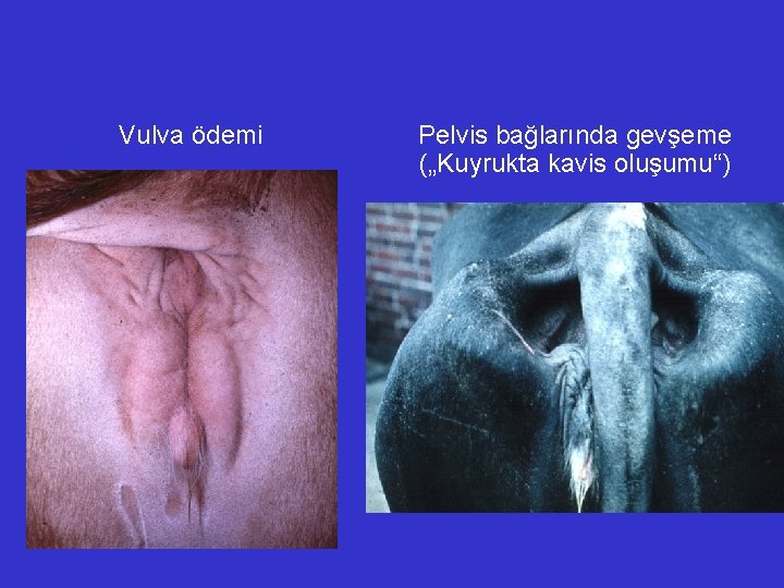 Vulva ödemi Pelvis bağlarında gevşeme („Kuyrukta kavis oluşumu“) 