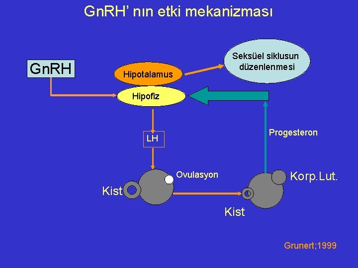 Gn. RH’ nın etki mekanizması Gn. RH Seksüel siklusun düzenlenmesi Hipotalamus Hipofiz Progesteron LH