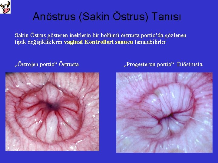 Anöstrus (Sakin Östrus) Tanısı Sakin Östrus gösteren ineklerin bir bölümü östrusta portio’da gözlenen tipik