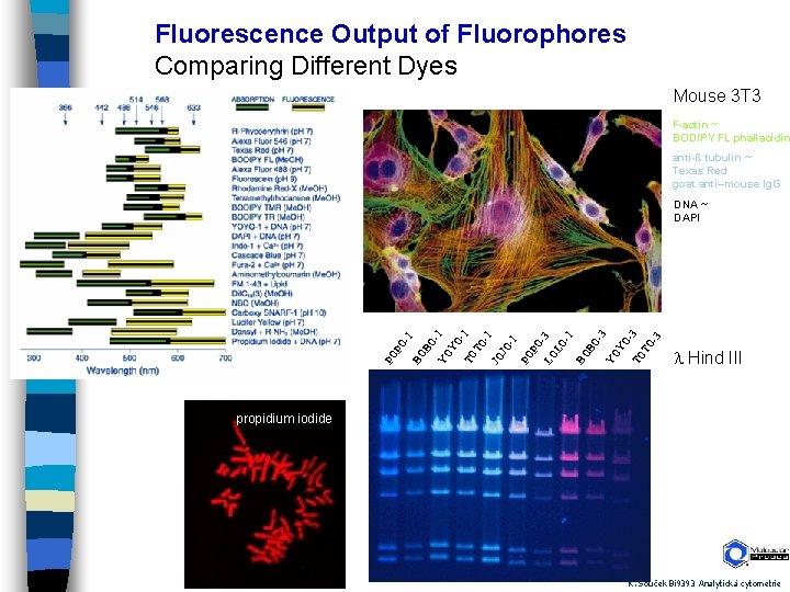 Fluorescence Output of Fluorophores Comparing Different Dyes Mouse 3 T 3 F-actin ~ BODIPY