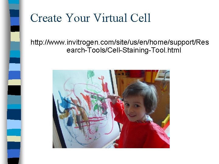 Create Your Virtual Cell http: //www. invitrogen. com/site/us/en/home/support/Res earch-Tools/Cell-Staining-Tool. html 