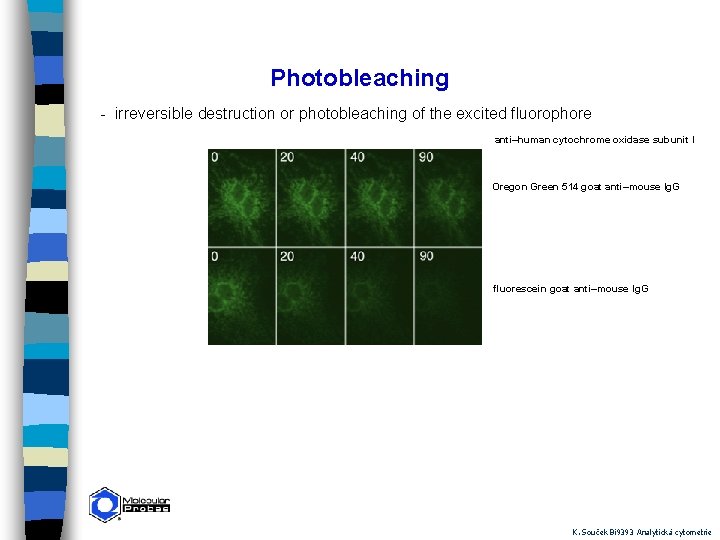 Photobleaching - irreversible destruction or photobleaching of the excited fluorophore anti–human cytochrome oxidase subunit