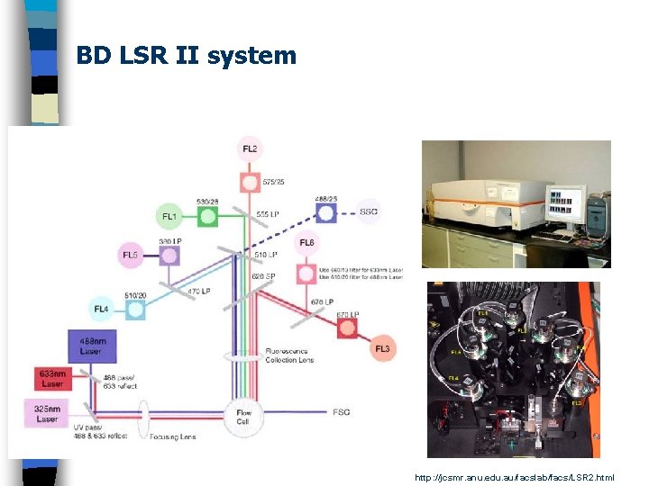BD LSR II system http: //jcsmr. anu. edu. au/facslab/facs/LSR 2. html 