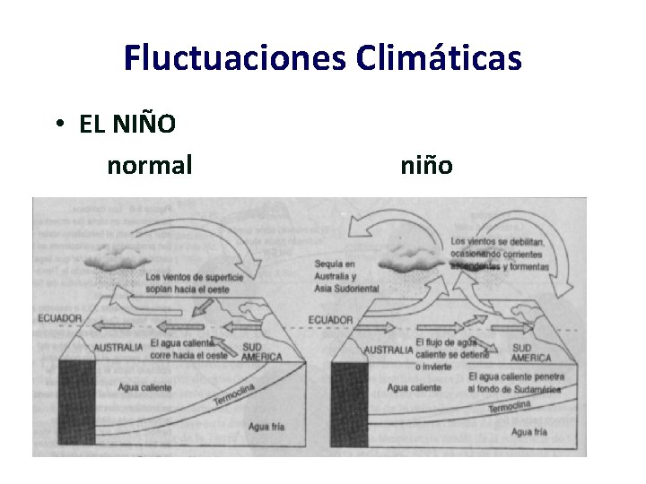 Fluctuaciones Climáticas • EL NIÑO normal niño 