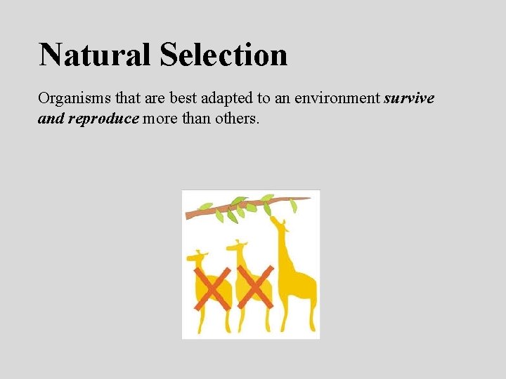 Natural Selection Organisms that are best adapted to an environment survive and reproduce more