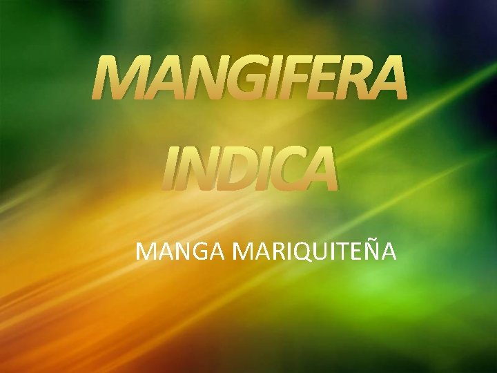 MANGIFERA INDICA MANGA MARIQUITEÑA 