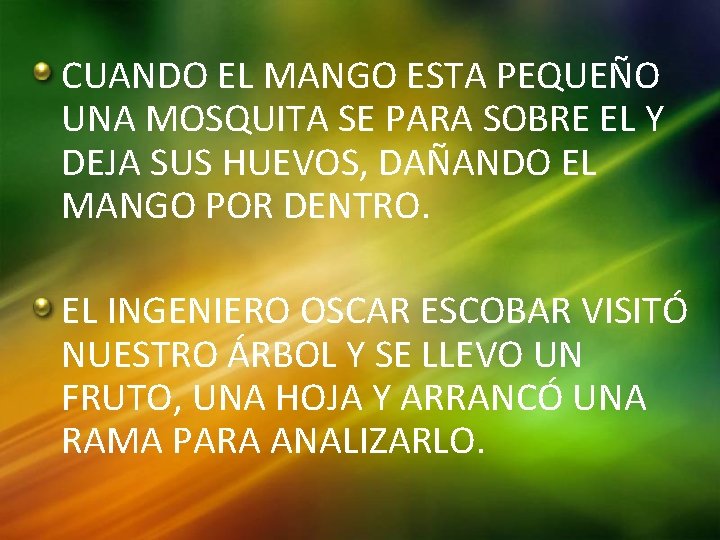 CUANDO EL MANGO ESTA PEQUEÑO UNA MOSQUITA SE PARA SOBRE EL Y DEJA SUS