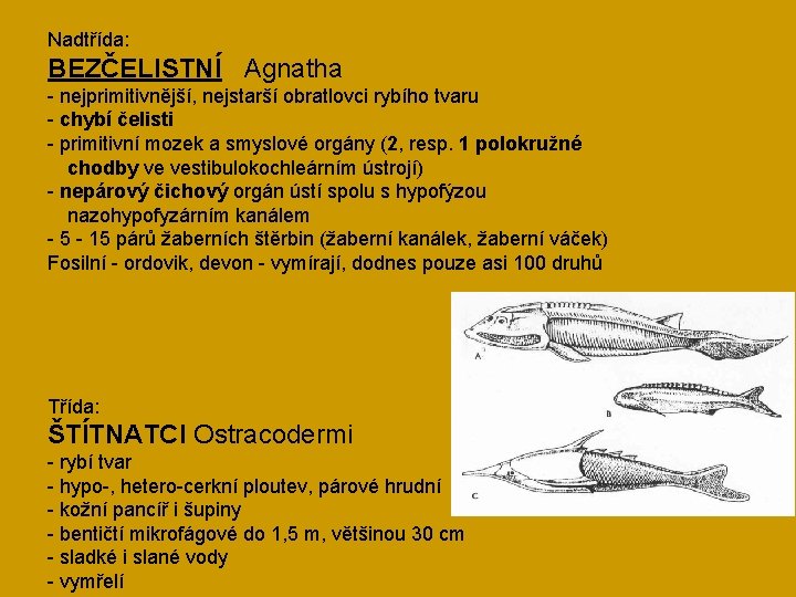 Nadtřída: BEZČELISTNÍ Agnatha - nejprimitivnější, nejstarší obratlovci rybího tvaru - chybí čelisti - primitivní