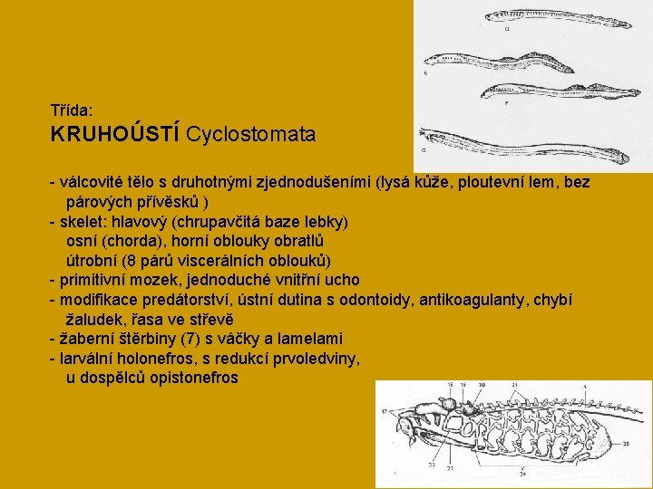 Třída: KRUHOÚSTÍ Cyclostomata - válcovité tělo s druhotnými zjednodušeními (lysá kůže, ploutevní lem, bez