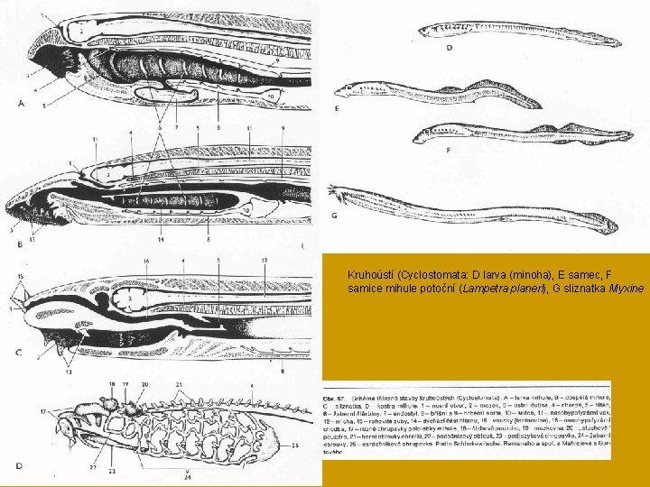 Kruhoústí (Cyclostomata: D larva (minoha), E samec, F samice mihule potoční (Lampetra planeri), G