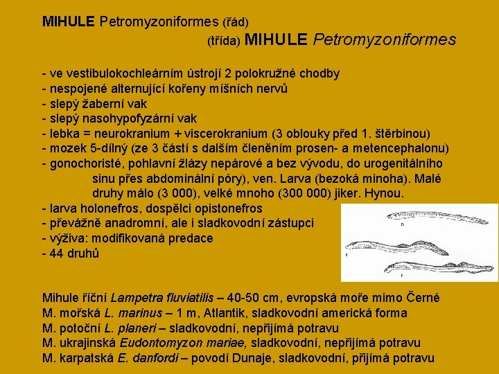 MIHULE Petromyzoniformes (řád) (třída) MIHULE Petromyzoniformes - ve vestibulokochleárním ústrojí 2 polokružné chodby -