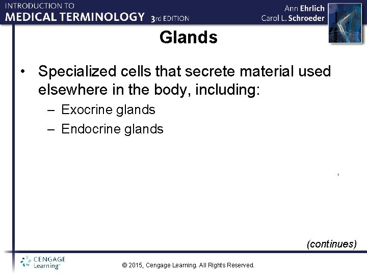 Glands • Specialized cells that secrete material used elsewhere in the body, including: –