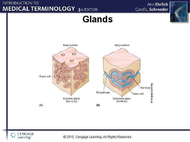 © Cengage Learning Glands © 2015, Cengage Learning. All Rights Reserved. 