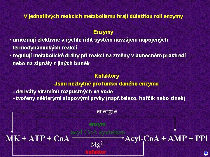 V jednotlivých reakcích metabolismu hrají důležitou roli enzymy Enzymy • umožňují efektivně a rychle