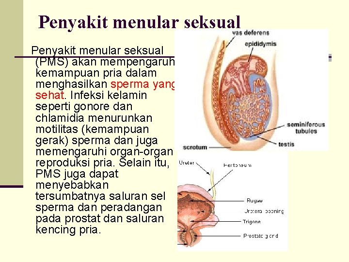 Penyakit menular seksual (PMS) akan mempengaruhi kemampuan pria dalam menghasilkan sperma yang sehat. Infeksi