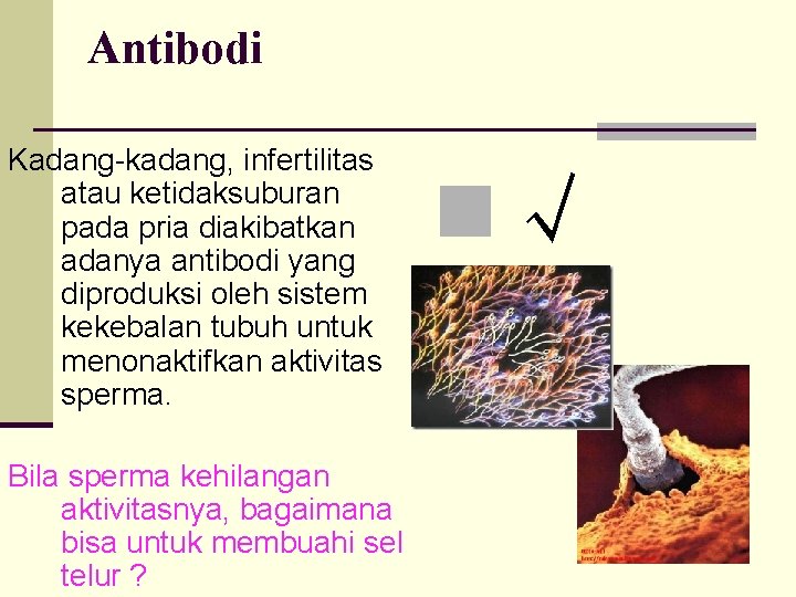 Antibodi Kadang-kadang, infertilitas atau ketidaksuburan pada pria diakibatkan adanya antibodi yang diproduksi oleh sistem