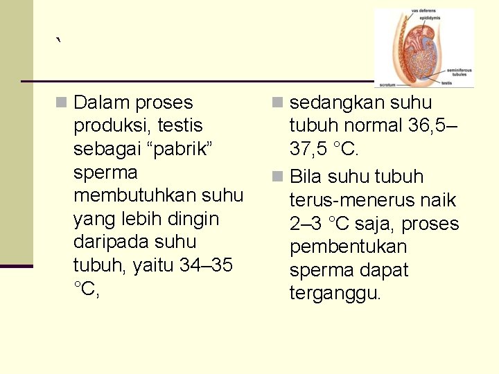 ` n Dalam proses produksi, testis sebagai “pabrik” sperma membutuhkan suhu yang lebih dingin