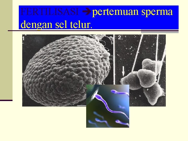 FERTILISASI pertemuan sperma dengan sel telur. 