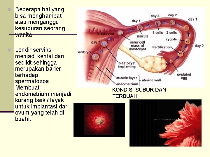 n Beberapa hal yang bisa menghambat atau menganggu kesuburan seorang wanita n Lendir serviks