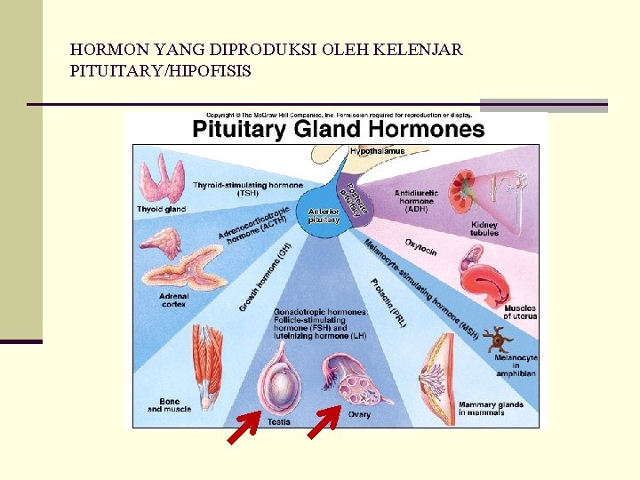 HORMON YANG DIPRODUKSI OLEH KELENJAR PITUITARY/HIPOFISIS 