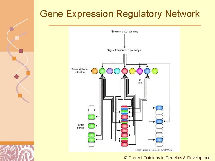 Gene Expression Regulatory Network © Current Opinions in Genetics & Development Doug Brutlag 2011