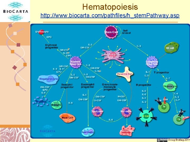 Hematopoiesis http: //www. biocarta. com/pathfiles/h_stem. Pathway. asp Doug Brutlag 2011 