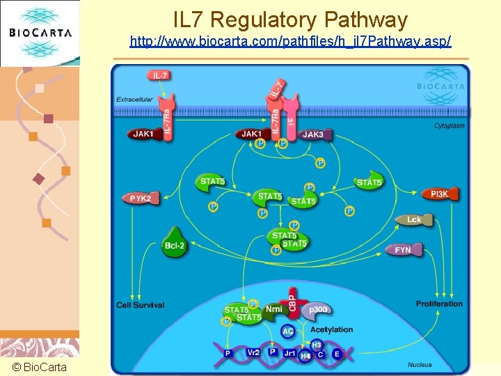 IL 7 Regulatory Pathway http: //www. biocarta. com/pathfiles/h_il 7 Pathway. asp/ © Bio. Carta