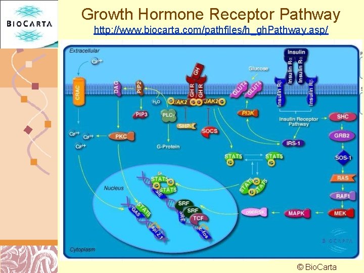 Growth Hormone Receptor Pathway http: //www. biocarta. com/pathfiles/h_gh. Pathway. asp/ © Bio. Carta Doug