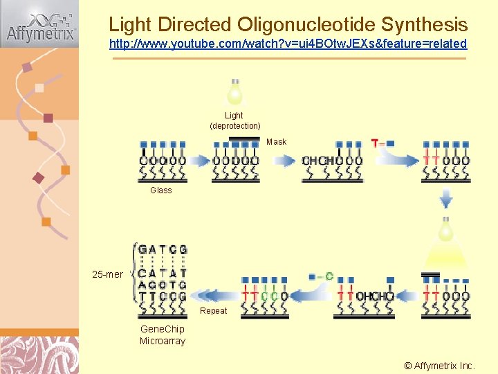 Light Directed Oligonucleotide Synthesis http: //www. youtube. com/watch? v=ui 4 BOtw. JEXs&feature=related Light (deprotection)