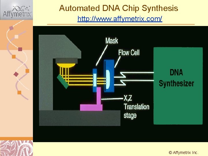 Automated DNA Chip Synthesis http: //www. affymetrix. com/ © Affymetrix Doug Inc. Brutlag 2011