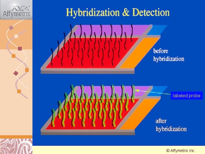 Hybridization & Detection labeled probe © Affymetrix Doug Inc. Brutlag 2011 