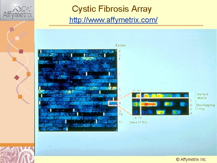 Cystic Fibrosis Array http: //www. affymetrix. com/ © Affymetrix Doug Inc. Brutlag 2011 