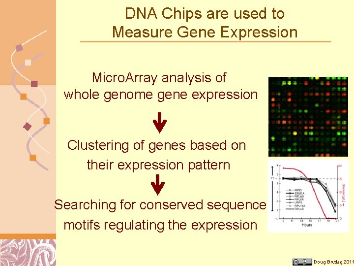 DNA Chips are used to Measure Gene Expression Micro. Array analysis of whole genome