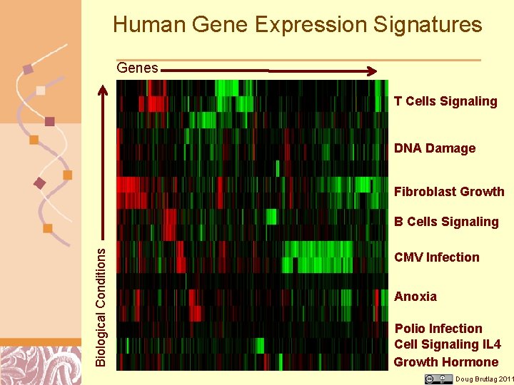 Human Gene Expression Signatures Genes T Cells Signaling DNA Damage Fibroblast Growth Biological Conditions