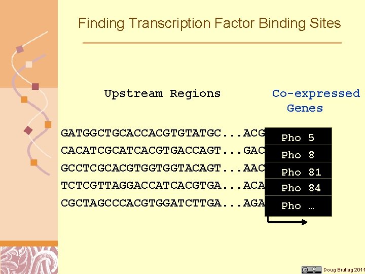 Finding Transcription Factor Binding Sites Upstream Regions Co-expressed Genes GATGGCTGCACCACGTGTATGC. . . ACGATGTCTCGC Pho