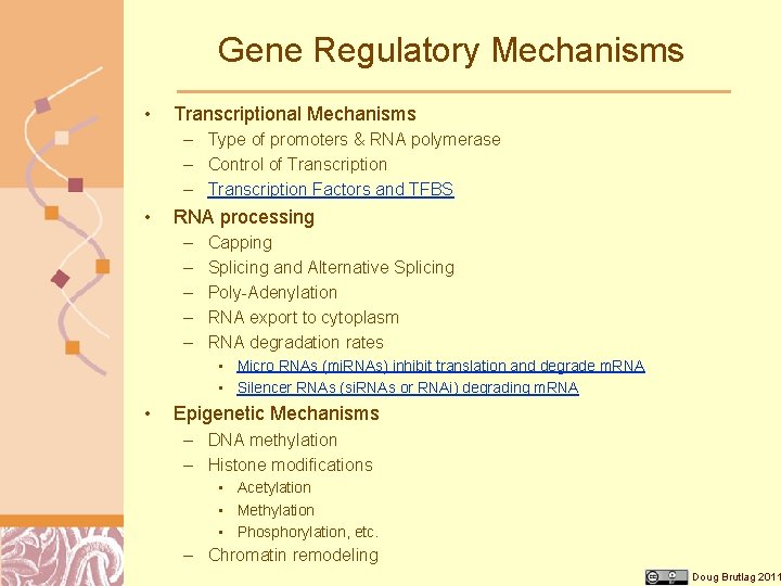 Gene Regulatory Mechanisms • Transcriptional Mechanisms – Type of promoters & RNA polymerase –