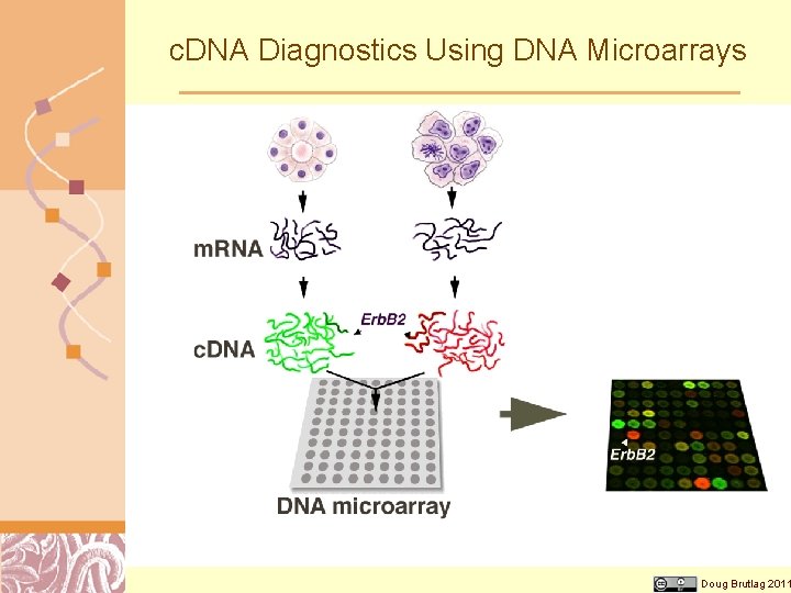 c. DNA Diagnostics Using DNA Microarrays Doug Brutlag 2011 